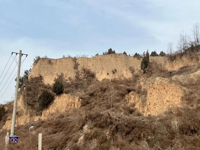 这里有鸣条岗上最大的冬枣基地