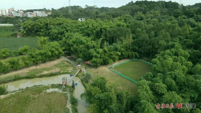 江南区沙井街道金鸡村：蔬菜种植 脱贫致富的“绿色银行”