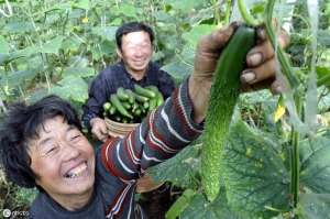 露地秋黄瓜种植时间(夏秋高温黄瓜露地栽培问题多？不用怕，这篇文章告诉你栽培技巧)