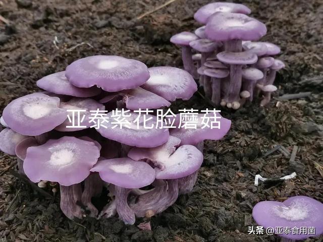 紫花脸蘑菇发酵料栽培具体方法