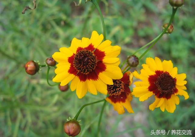 金鸡菊春季随意在院子撒播，夏秋开出大片金黄色的花