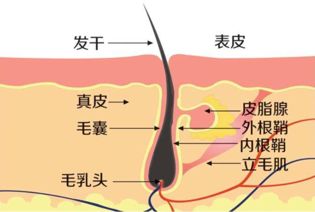 男性进化出胡须，是用来干什么的？达尔文至死也没搞明白这个问题