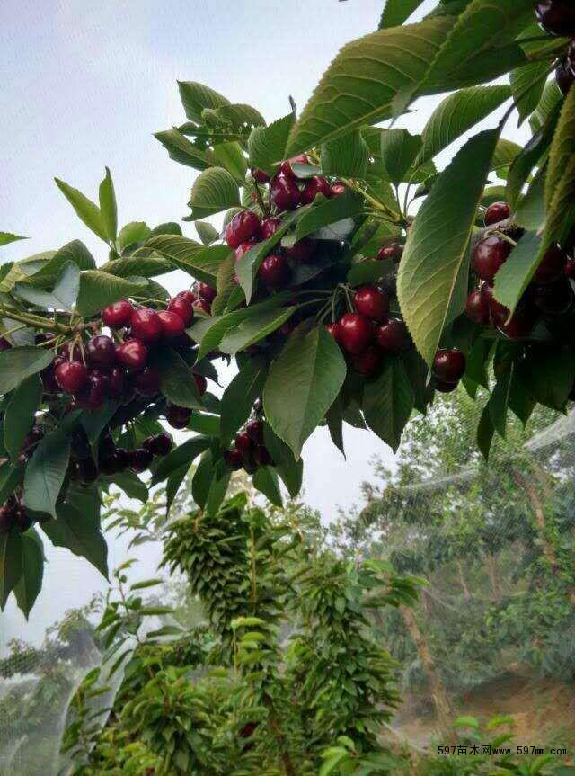 车厘子的种植条件和管理技术