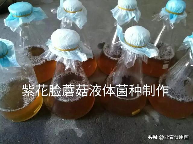 紫花脸蘑菇发酵料栽培具体方法