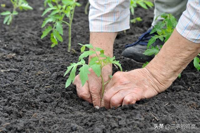 “谷雨前后，埯瓜点豆”，这些蔬果该种了，一些事项要注意