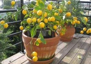 柠檬的种子怎么种植(喜欢吃柠檬就自己动手盆栽，将种子埋土里，第二年就能分株移栽)