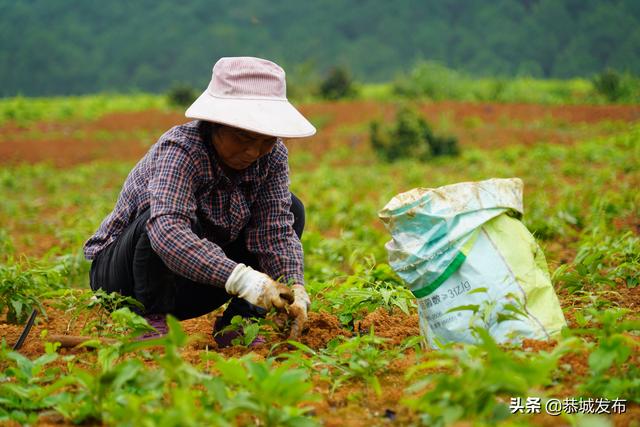 广西恭城：种植特色中药材 助力乡村振兴