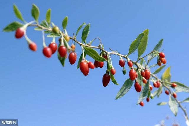 枸杞子速生丰产栽培技术，种植过程中我们要注意什么？