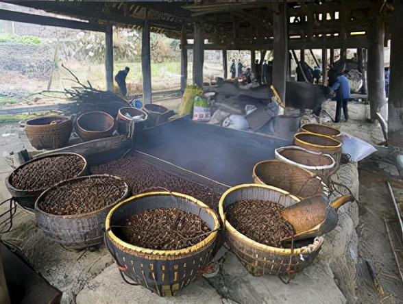 刘成白手起家种植油茶果，年收入破五千万元，带领村民共同创收