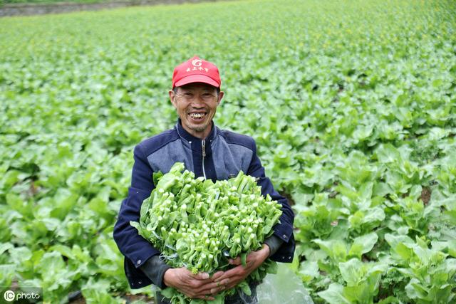 蔬菜合理搭配种植，高产高收！农户可以学起来