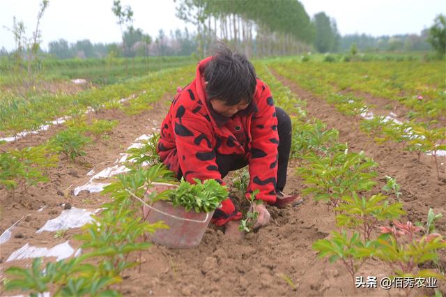 经济作物套种出效益，农村人芍药田间作药用菊花，需掌握2个窍门