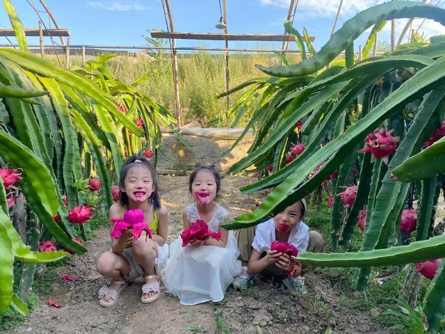 白水县冯雷村：火龙果喜迎丰收 “南果北种”助力乡村振兴