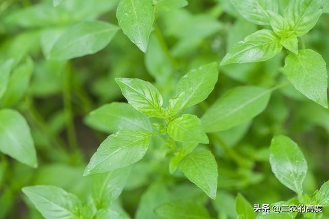 市场上少见的一种菜，种一棵就能吃多年，到了春暖花开就该种了