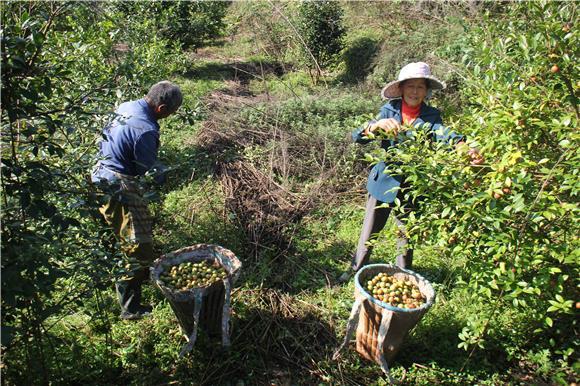 刘成白手起家种植油茶果，年收入破五千万元，带领村民共同创收