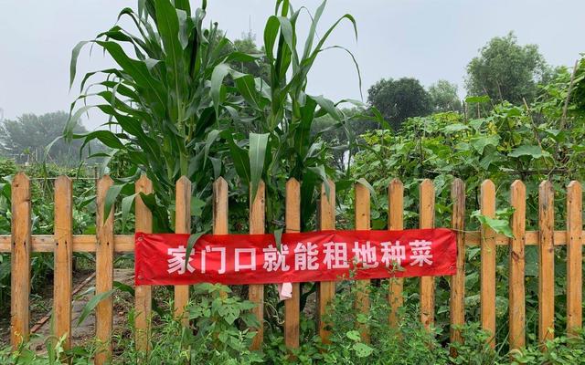 京郊租地种菜蔚然成风 专家称后续市场空间存疑