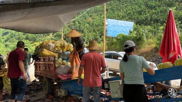 河口：三红蜜柚抢“鲜”上市受青睐