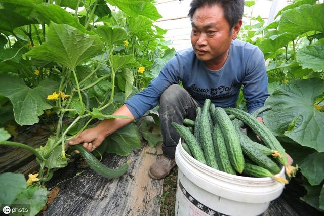 夏秋高温黄瓜露地栽培问题多？不用怕，这篇文章告诉你栽培技巧