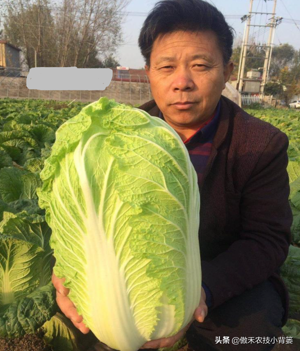 8月中旬大白菜播种正当时，这样种植大白菜才能高产又丰收