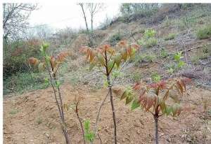 香椿一亩地种植多少颗(大叔山上放羊挖回2棵香椿树，栽种棚内斜着长，嫩叶摘下卖20)