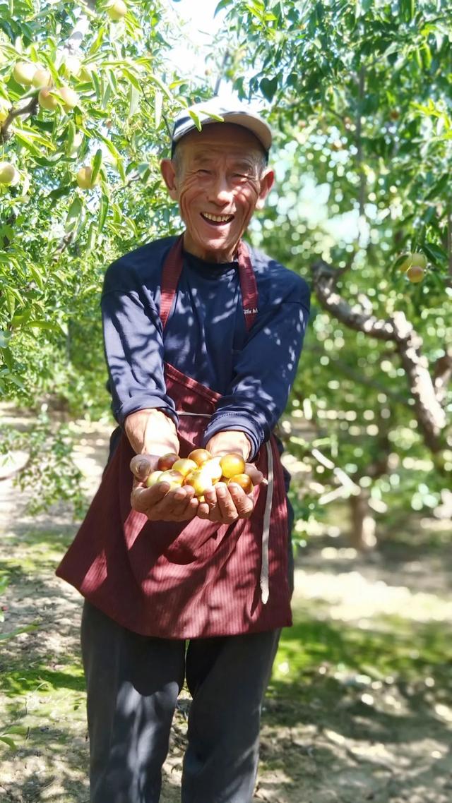 7旬老农种植冬枣30年，成就了这颗“冰糖脆”，皮薄肉厚嘎脆