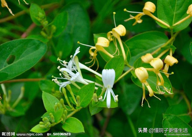 北方常见的几种爬藤植物，不需要养护花期又长