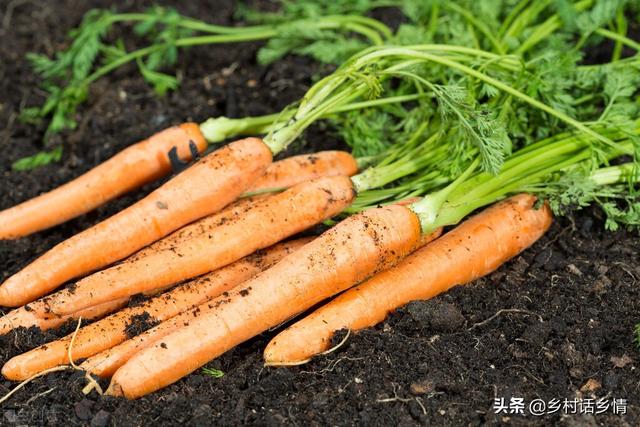 八月份这三种蔬菜抓紧种植，太早太晚都不适，并附高产方法