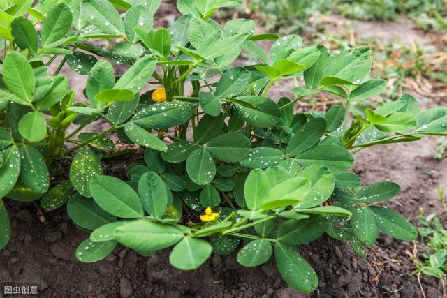 以武陟县为例：夏花生种植与管理技术，做好这些提高产量