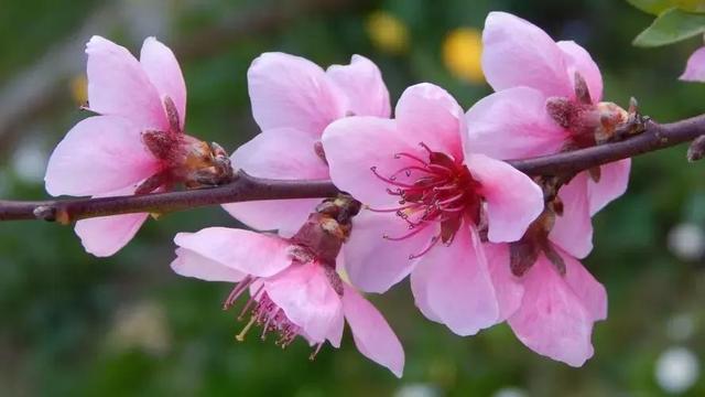 小学三年级一单元作文《我的植物朋友一一桃花》，满分范文欣赏