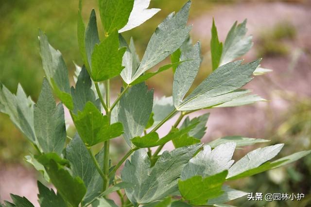 这棵“香芹”，竟然叫“独活草”