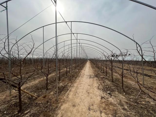 这里有鸣条岗上最大的冬枣基地