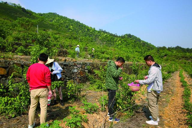 “三服务”助玳玳花香溢致富路