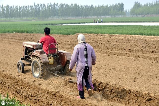 南方露地草莓怎样种植？施肥、起垄、选苗、定植、覆膜……全在这