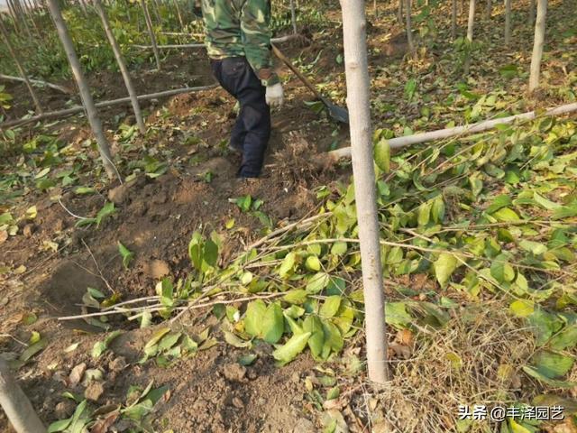 火爆的杜仲树，小苗存圃量已有上亿棵，警惕种植背后的风险