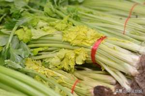 小芹菜如何种植(香芹怎么种才能长得好，如何浇水施肥，春季什么时候种？)