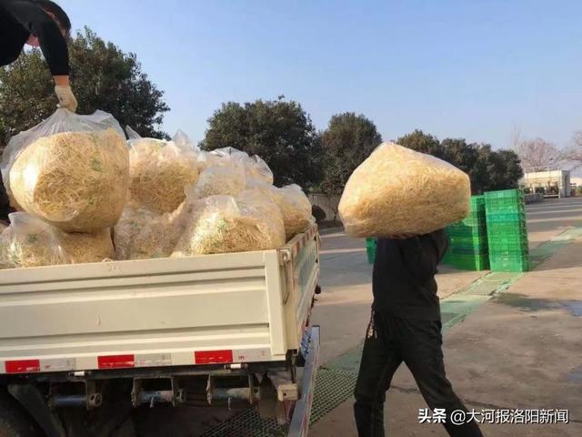 暖心！保障平价蔬菜供给，洛阳一企业免费捐赠150吨豆芽