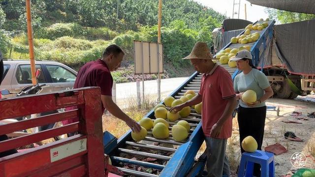 河口：三红蜜柚抢“鲜”上市受青睐