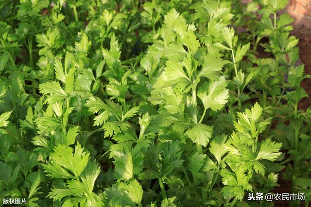 芹菜的栽培技术，探究芹菜的种植方法，以及管理方法