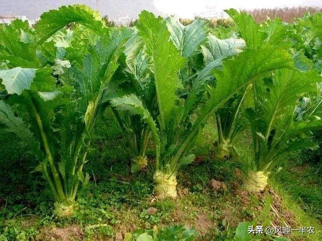 腊疙瘩（芥菜）、苤蓝种植时间及常用措施