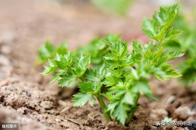 芹菜的栽培技术，探究芹菜的种植方法，以及管理方法