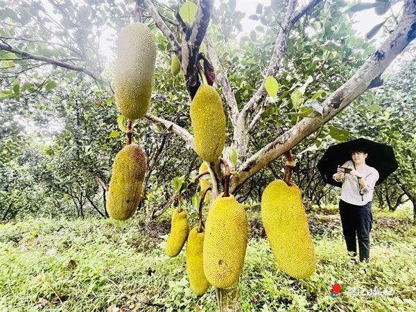 种下菠萝蜜 生活甜蜜蜜