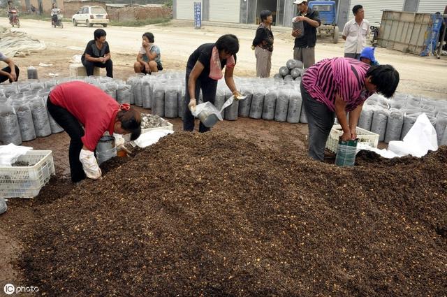 又可以栽培平菇了，选料时注意这些事情，您也可以种出优质食用菌