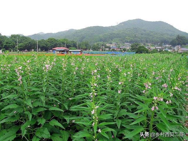 芝麻是我国主要油料作物之一，芝麻栽培技术要点