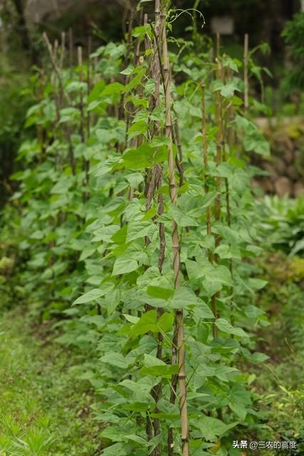 “谷雨前后，埯瓜点豆”，这些蔬果该种了，一些事项要注意