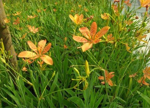 射干别名乌扇，生于林缘或山坡草地，花橙红色，散生紫褐色的斑点