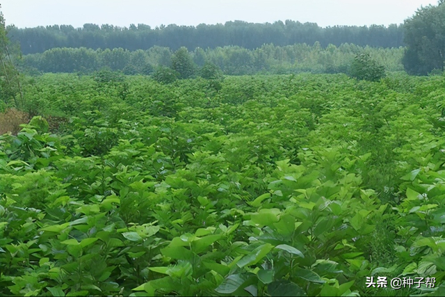 蛋白库-饲料桑，种植可用30年，能喂牛羊、猪、鸡鸭鹅，全国可种