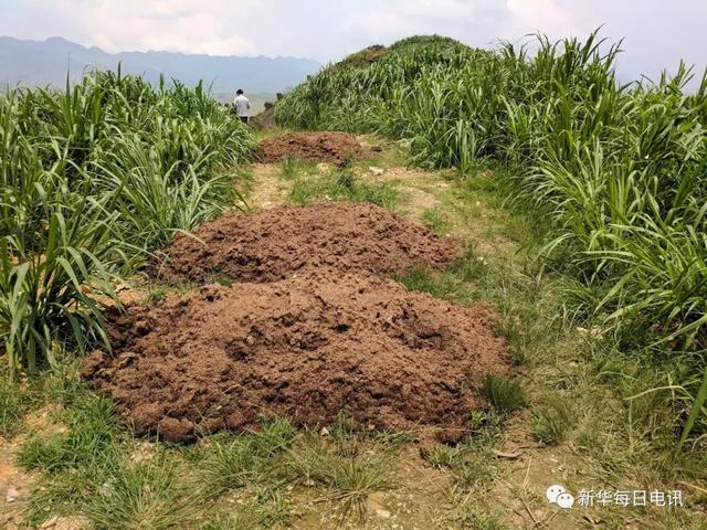 良田奇缺山区农民都舍得用好地来种它，这种“巨草”有什么能耐？