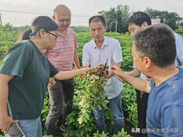 田间打药防治害虫效果差？试一下这3种杀虫剂，复配杀虫效果更佳