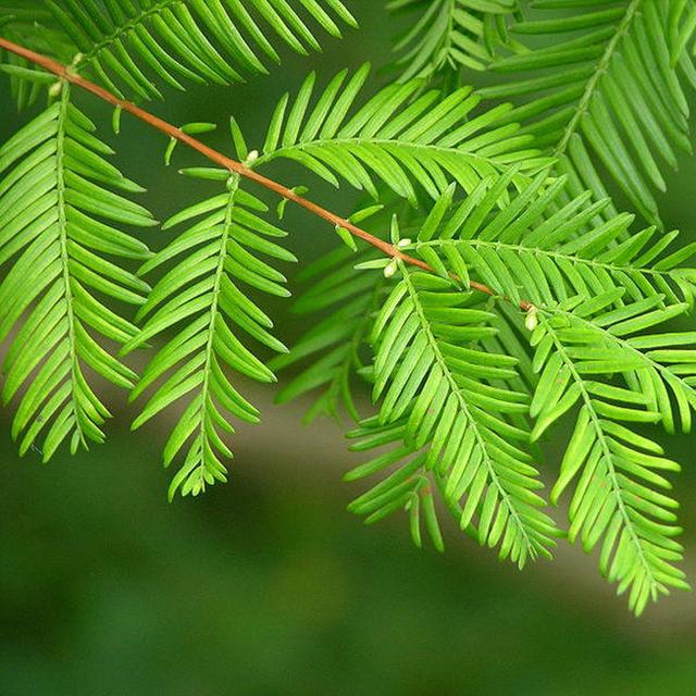 水杉树苗的种植养护与价格参考