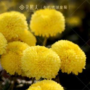 菊花菜怎么种植(盆栽食用菊花栽培技术)