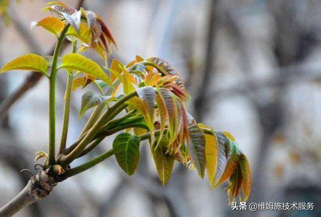 香椿种植技术，提高香椿苗发芽率